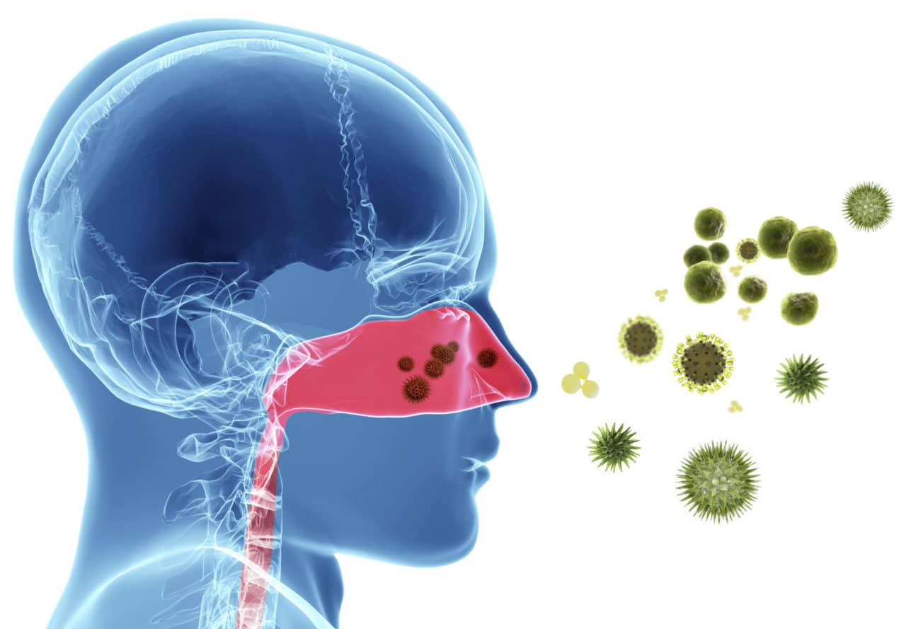 Illustration of a head and neck, with the contours of the internal organs distinguishable as if everything were made of jelly, facing magnified allergens such as pollen and mold particles. The nasal passage and airway is red, contrasting with the blue of the rest of the face, illustrating the irritation allergens can cause.