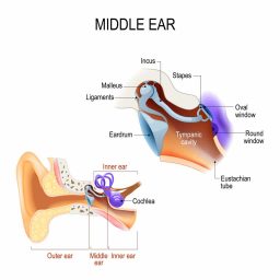 diagram of the middle ear