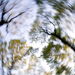 image of trees with a spinning filter