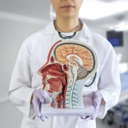 Bisected anatomical view of the head