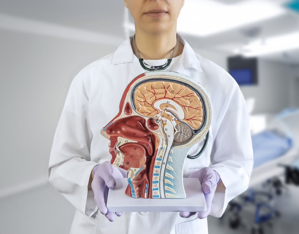 Bisected anatomical view of the head.