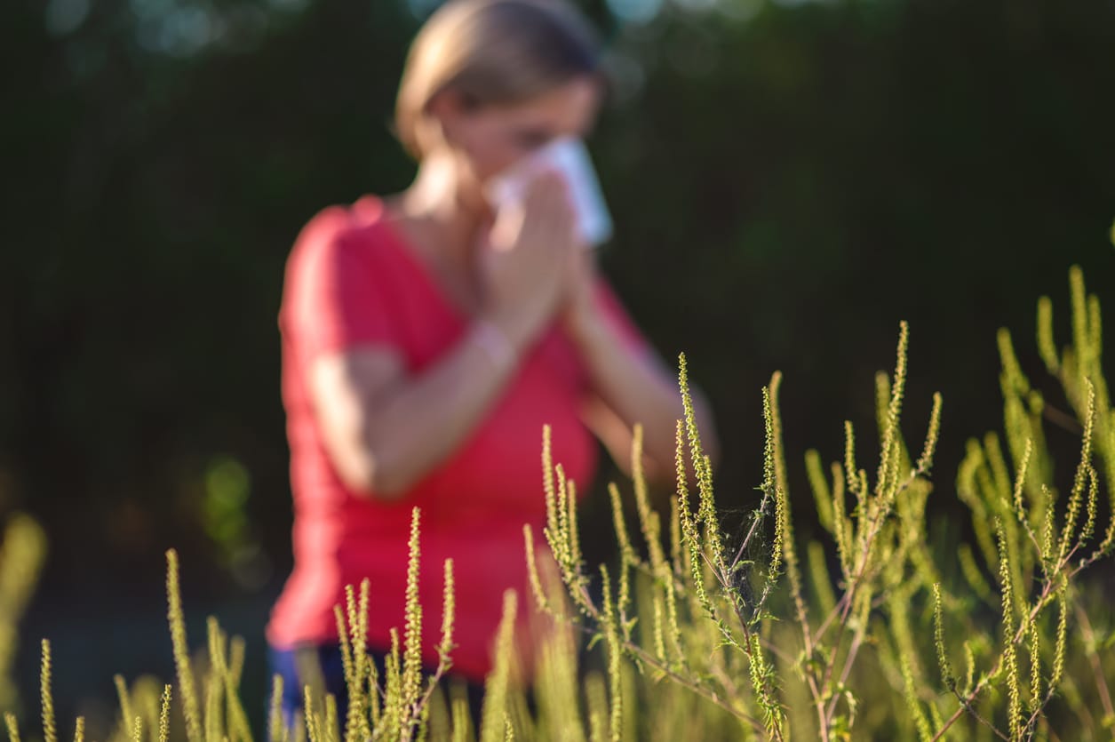 Blurred woman blowing her nose with ragweed in the foreground. 
