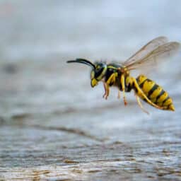 Common wasp close-up in natural habitat.