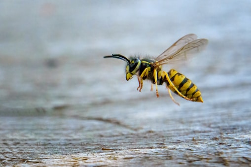 Common wasp close-up in natural habitat.